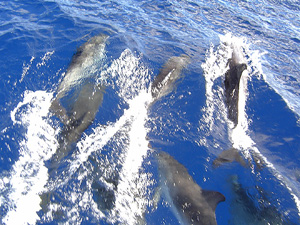 Delphinschule